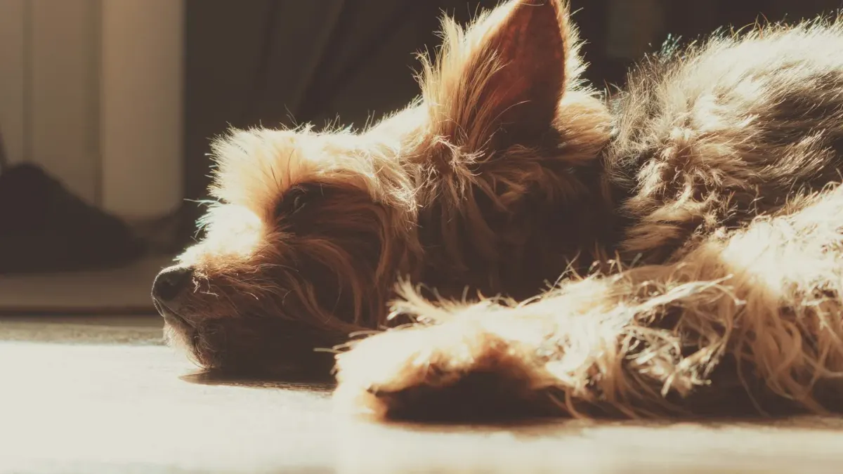 A small dog lying calmly on a bed with soft natural light