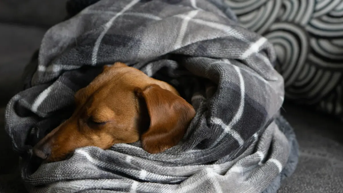 A small dog lying calmly on a blanket in a living room