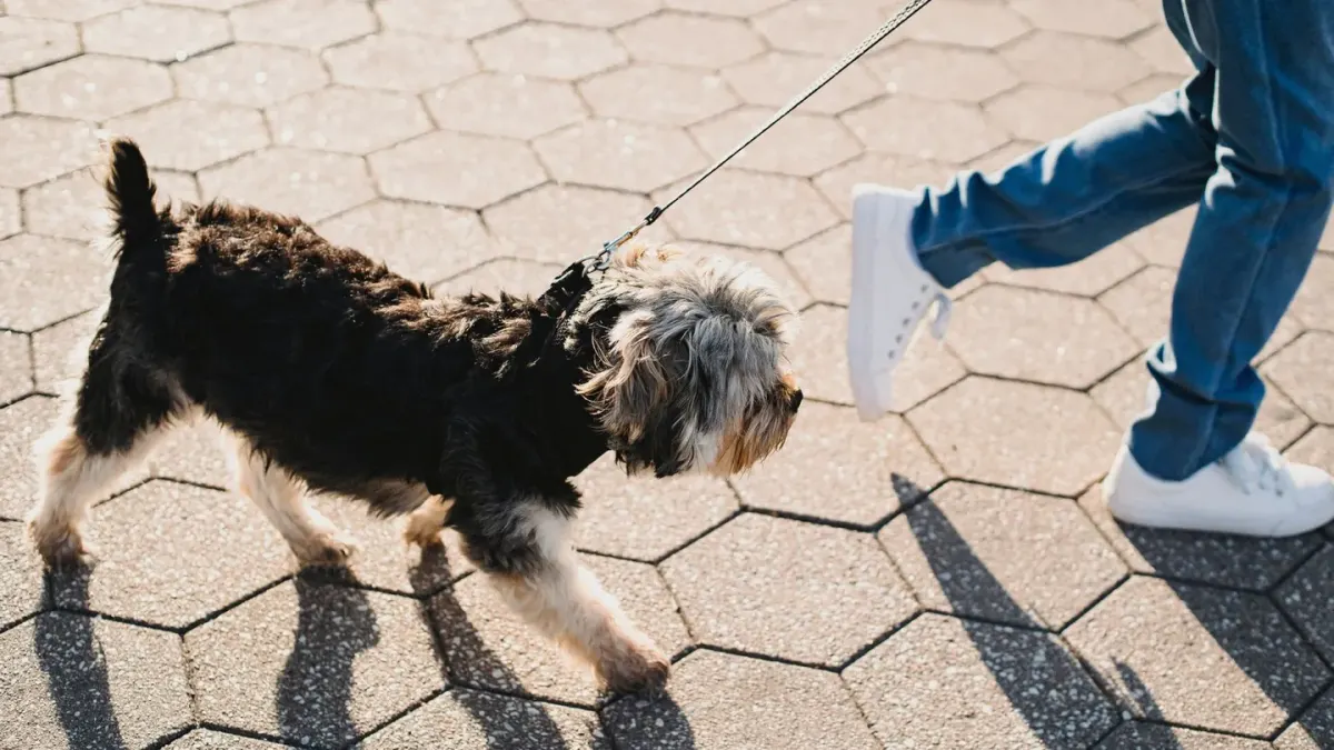 A small dog presses close against its owner's legs on a front porch, ears back and body low