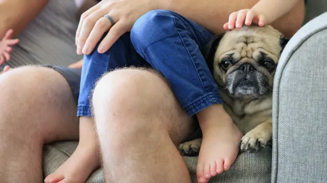 A small dog resting calmly on a couch next to its owner