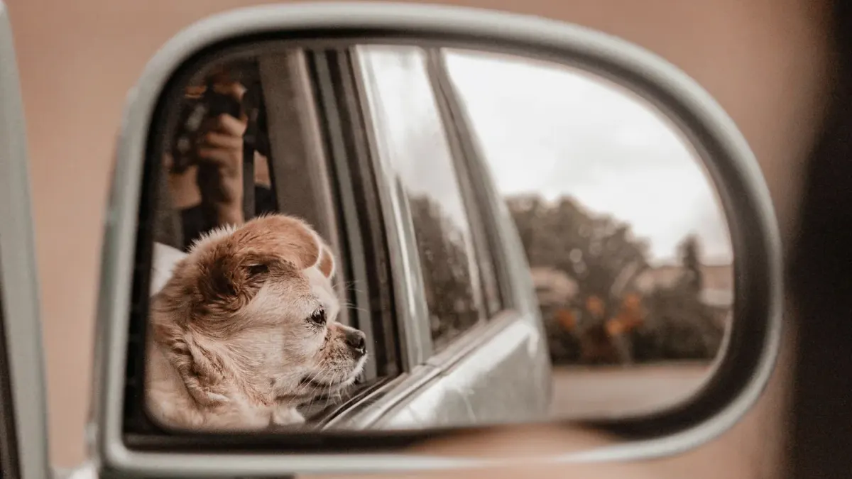A small dog resting its chin on a car door, looking out the window during a drive
