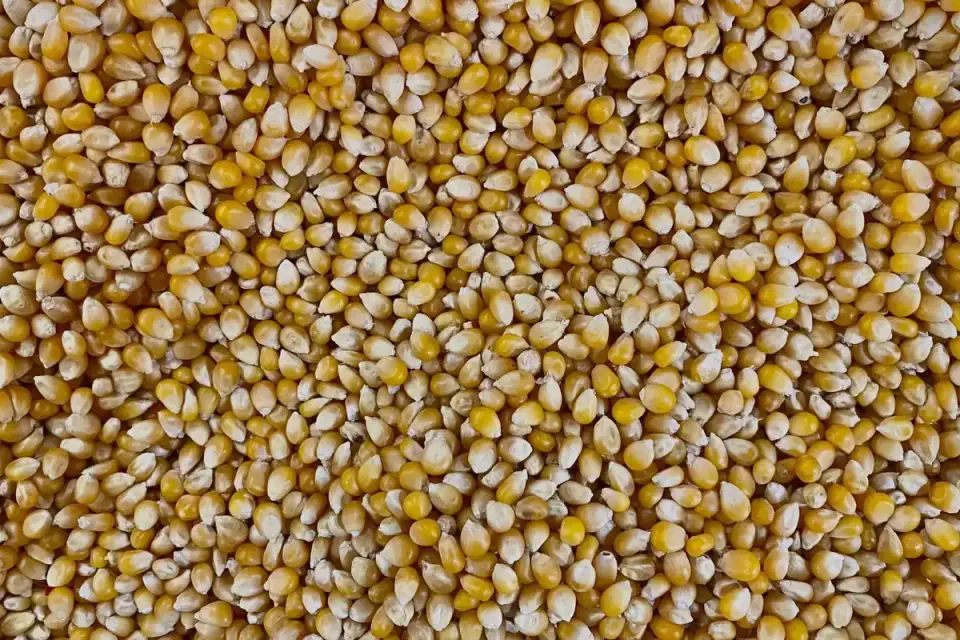 A small pile of unpopped popcorn kernels on a wood table