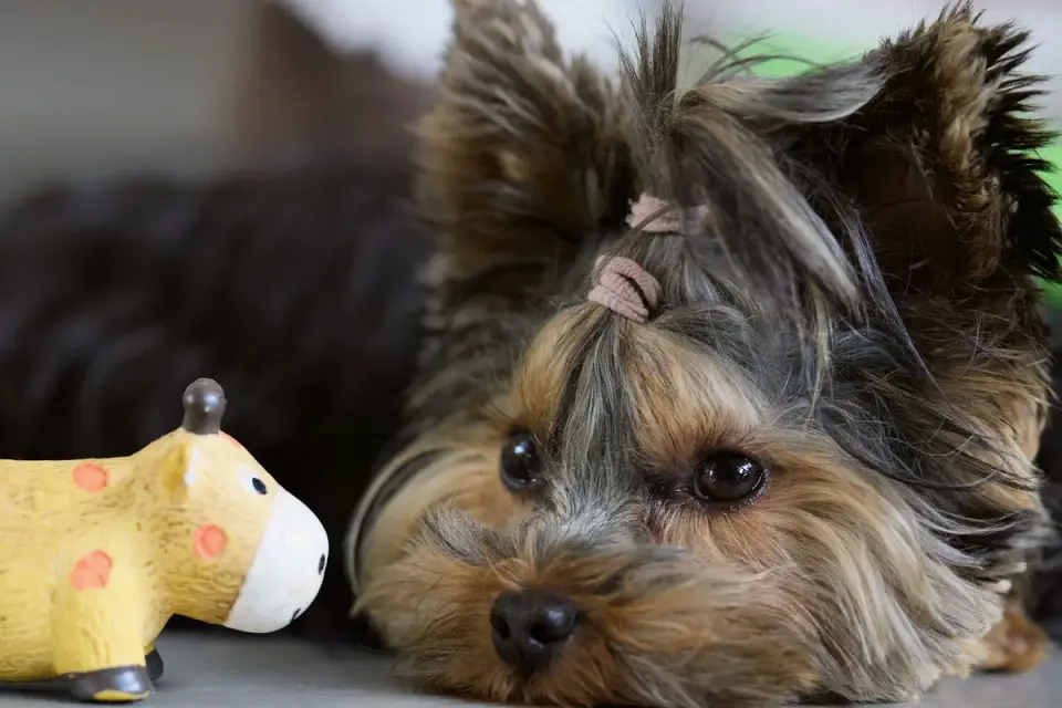 A small toy-breed puppy eating from a shallow bowl indoors