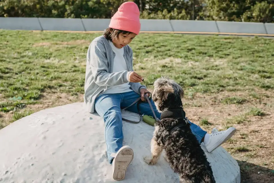 A trainer kneeling at a distance while working with a leashed dog showing tense posture