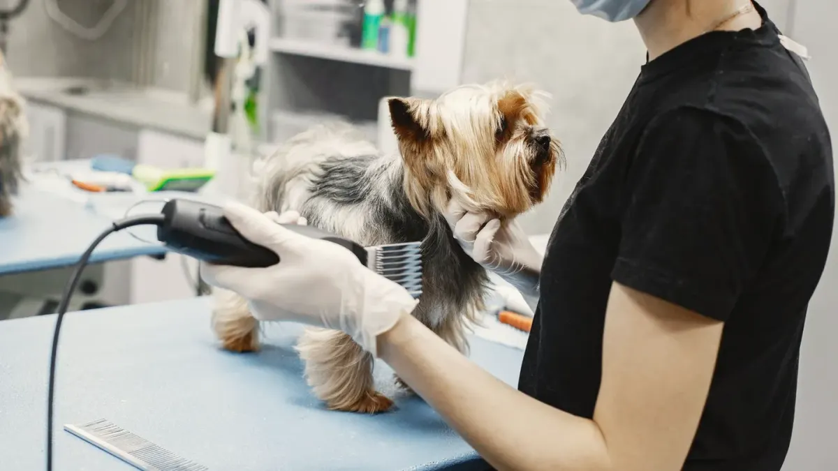 A veterinarian administering a vaccine to a calm dog on an exam table