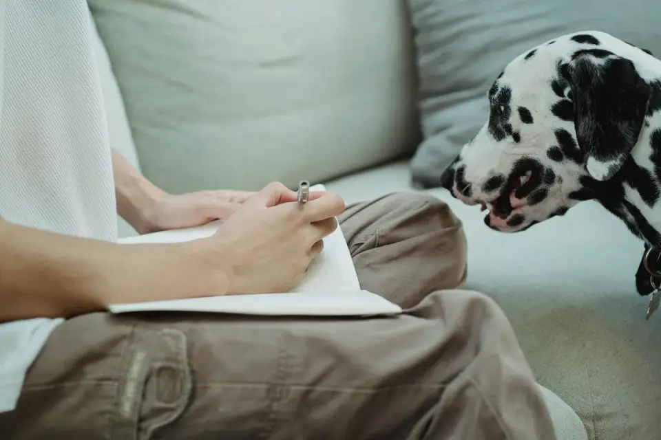 A veterinarian crouching to observe a dog&#x27;s body language on leash