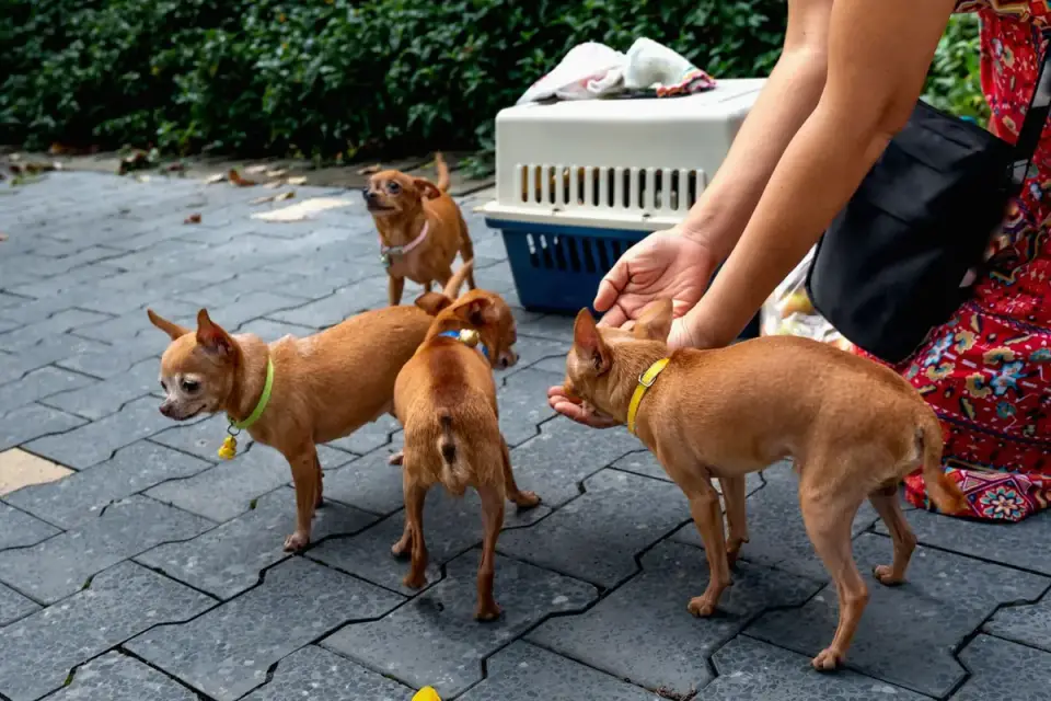 A veterinarian discussing banana treat portions with a dog owner