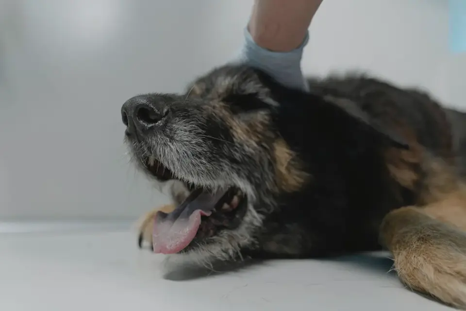 A veterinarian gently checks a senior dog's hips during an exam