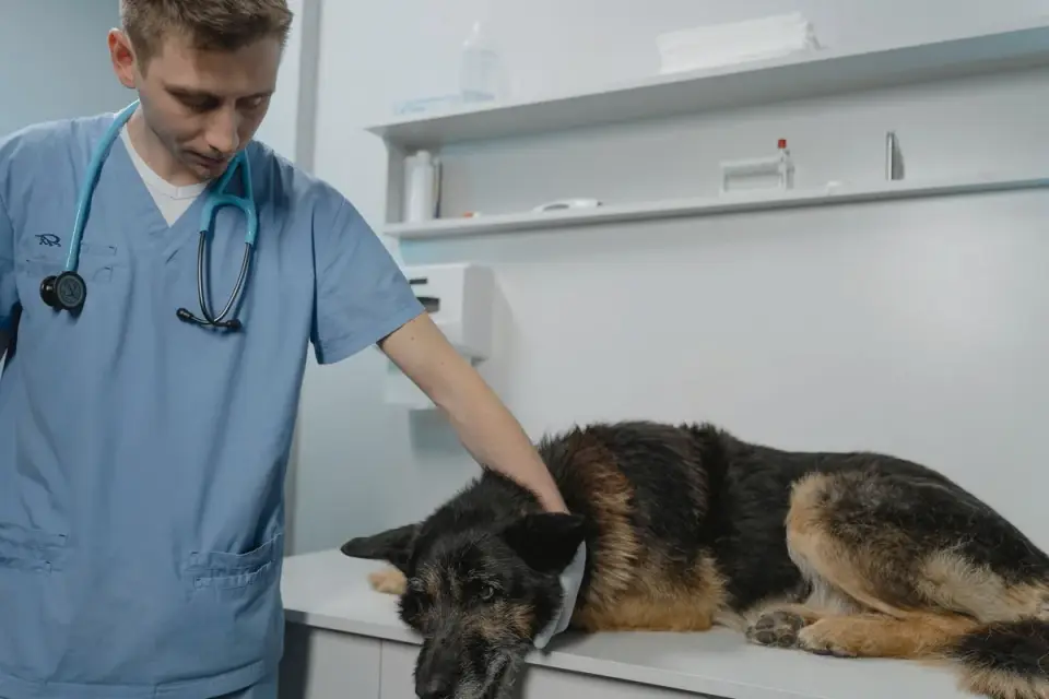 A veterinarian gently examining an older dog on an exam table