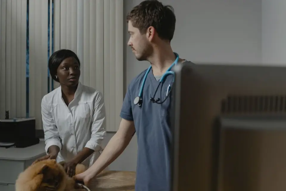A veterinarian gently examining a dog's abdomen during a checkup