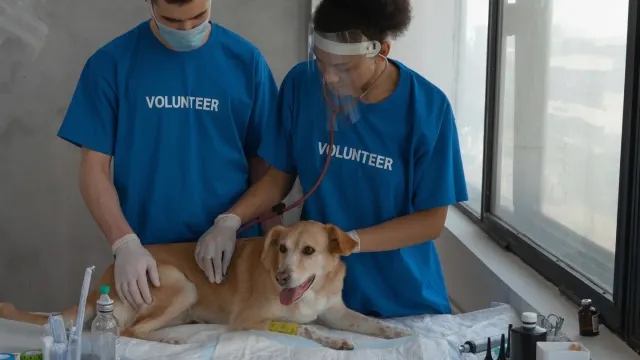 A veterinarian gently examining a senior dog's hind leg during a mobility check