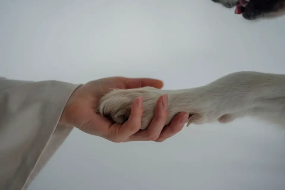 A veterinarian gently flexing a dog&#x27;s hind leg during a mobility exam