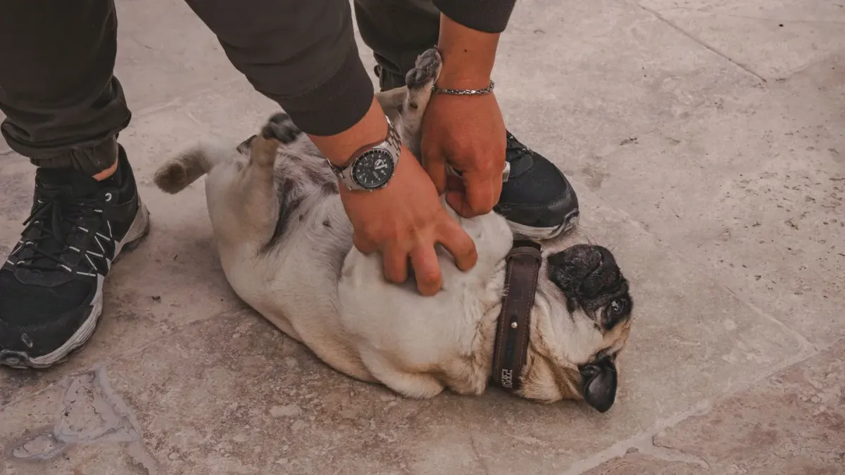 A veterinarian gently palpating a dog's abdomen during a digestive health exam