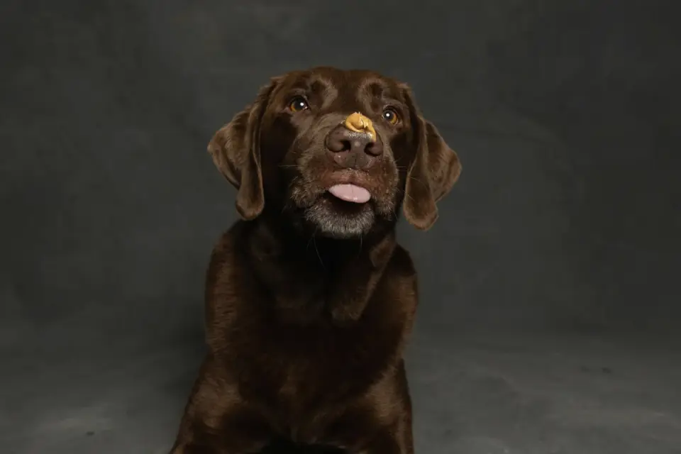A veterinarian reviewing a peanut butter jar&#x27;s ingredient label with a dog nearby