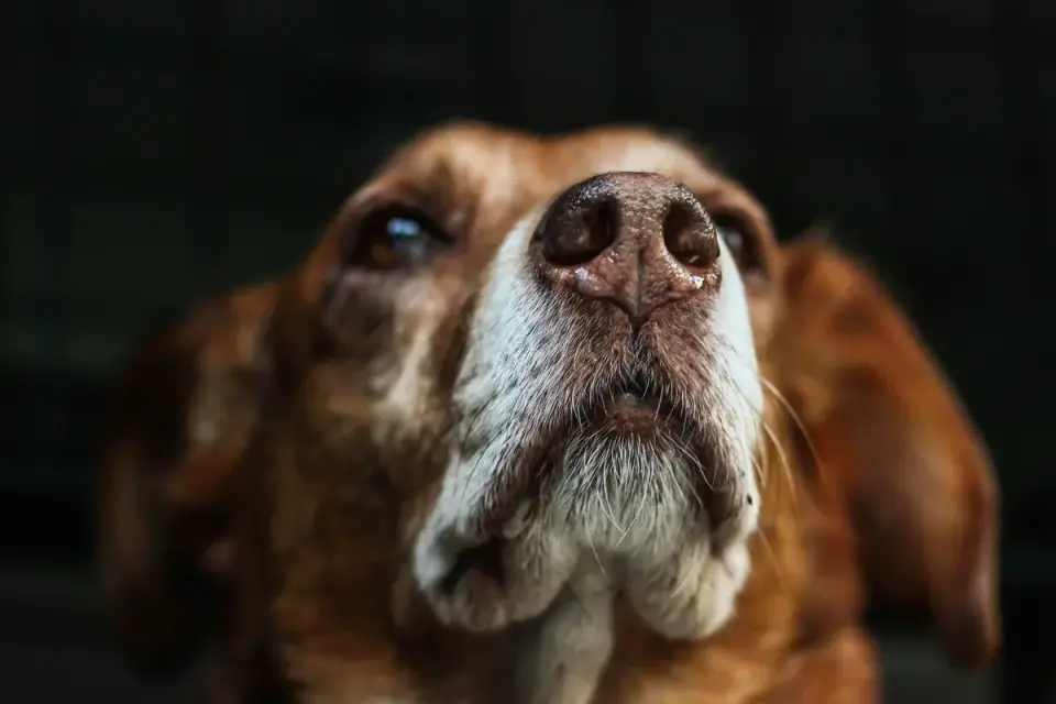 A veterinary behaviorist crouched at a distance, reading a dog&#x27;s body language