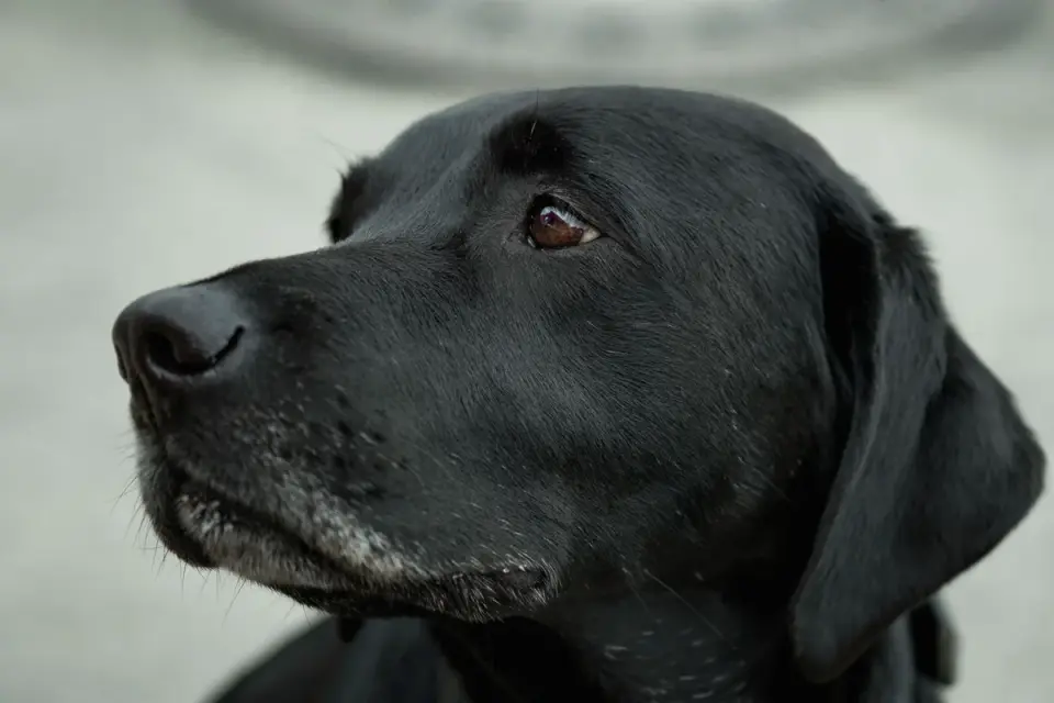 A veterinary behaviorist examining a senior dog during a consultation