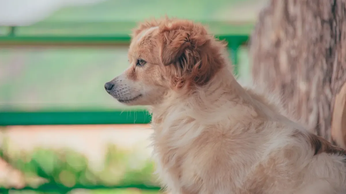 A young puppy and an older dog standing together on a grassy path