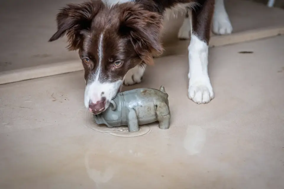 A young puppy chewing and pawing at a plush toy on a wood floor