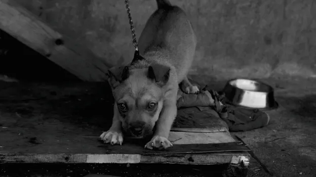 A young puppy eating kibble from a stainless steel bowl on a kitchen floor