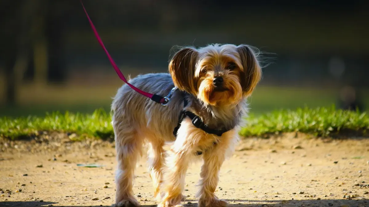 A young puppy pausing mid-walk and looking back toward its owner