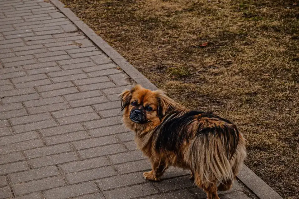 A young puppy pausing mid-walk and looking back toward its owner