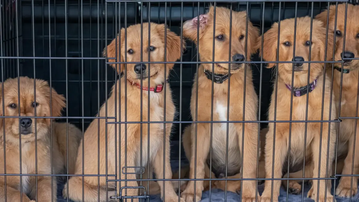 A young puppy standing inside an open wire crate lined with a blanket