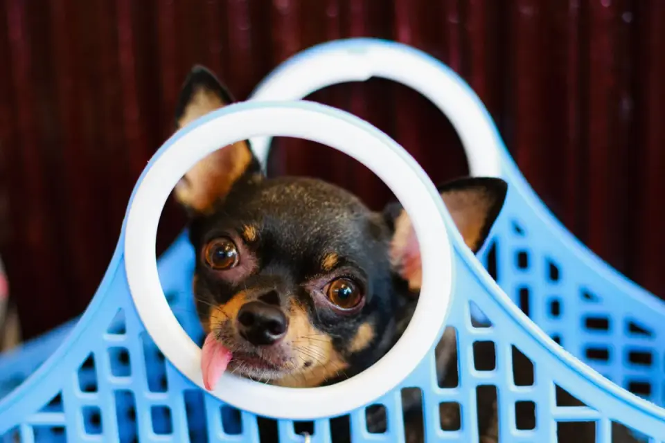 An empty pet carrier moving through an airport X-ray scanner belt