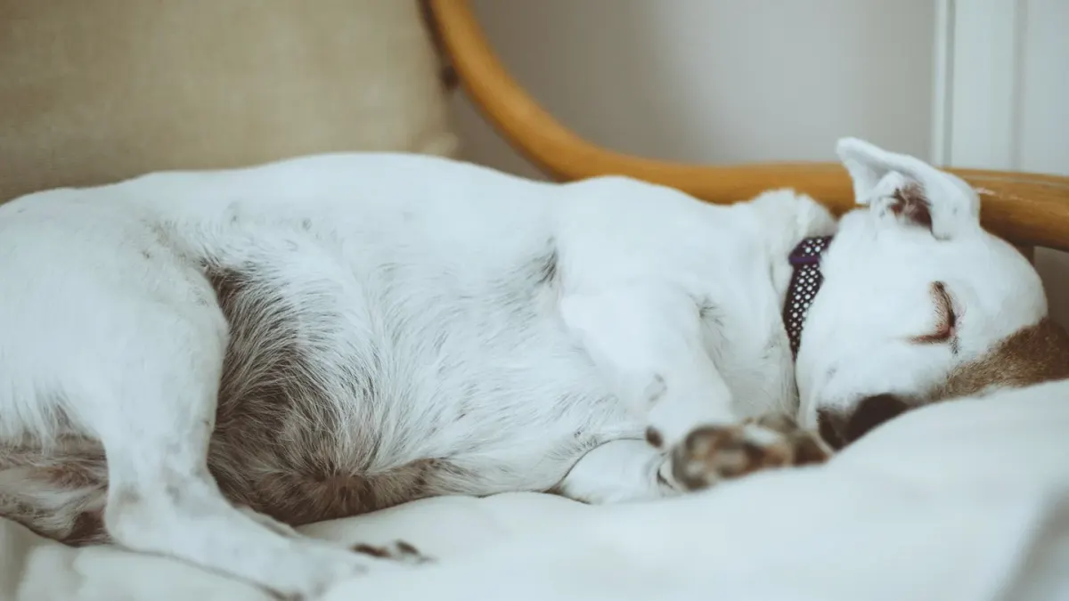 An older dog lying calmly on a soft bed indoors