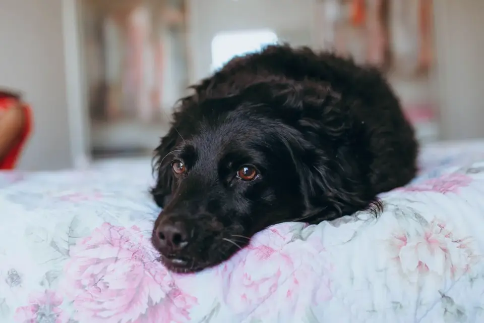 An older dog lying calmly on a soft bed indoors