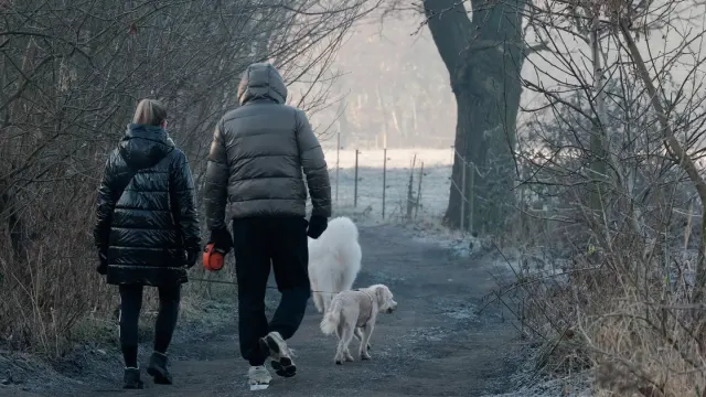 An older dog moving carefully across a frost-covered lawn