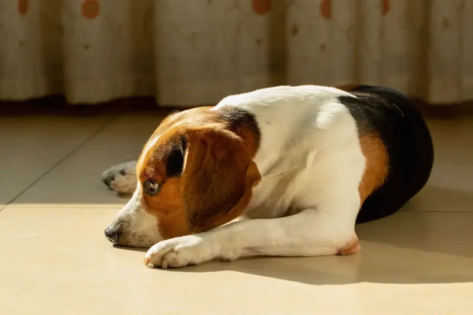 An older dog resting calmly on a kitchen floor
