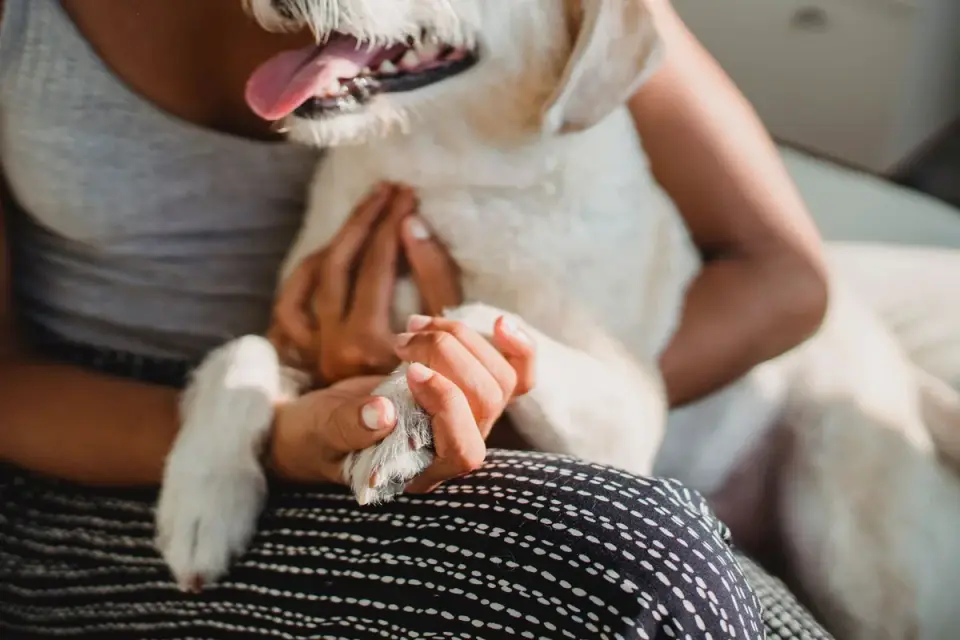 An older dog resting calmly on a mat while its owner sits nearby