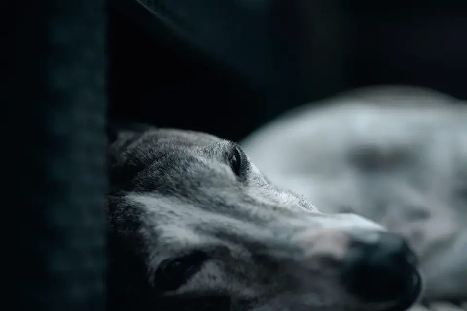 An owner delivering a treat to a dog lying calmly on the floor