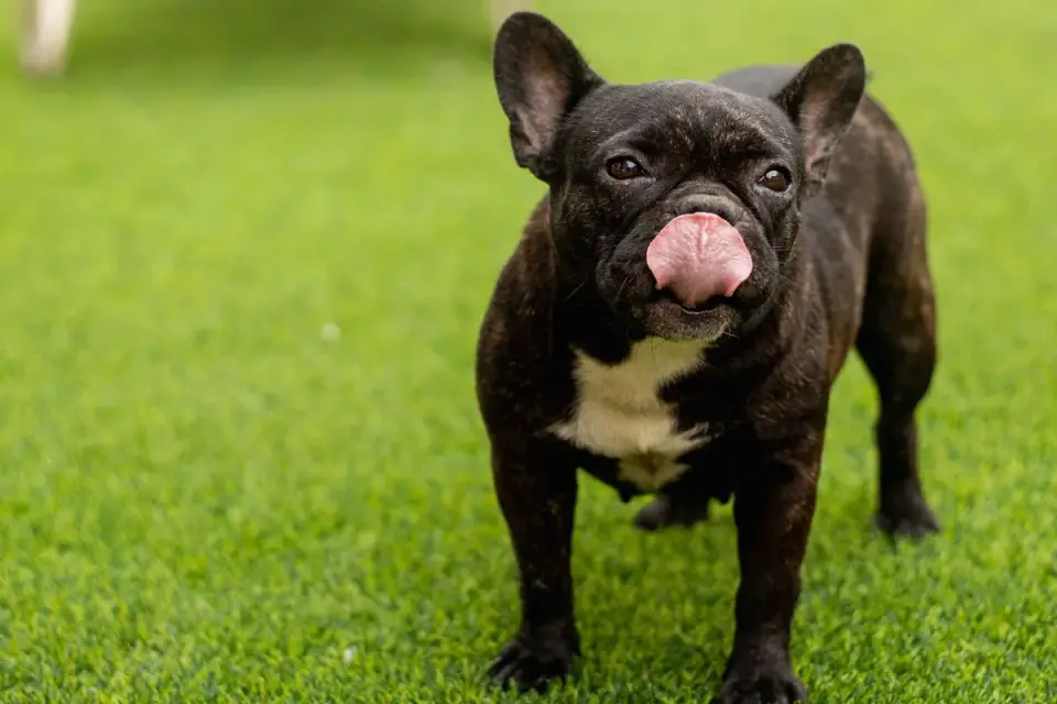 An owner giving a chewable tablet to a dog before a stressful event