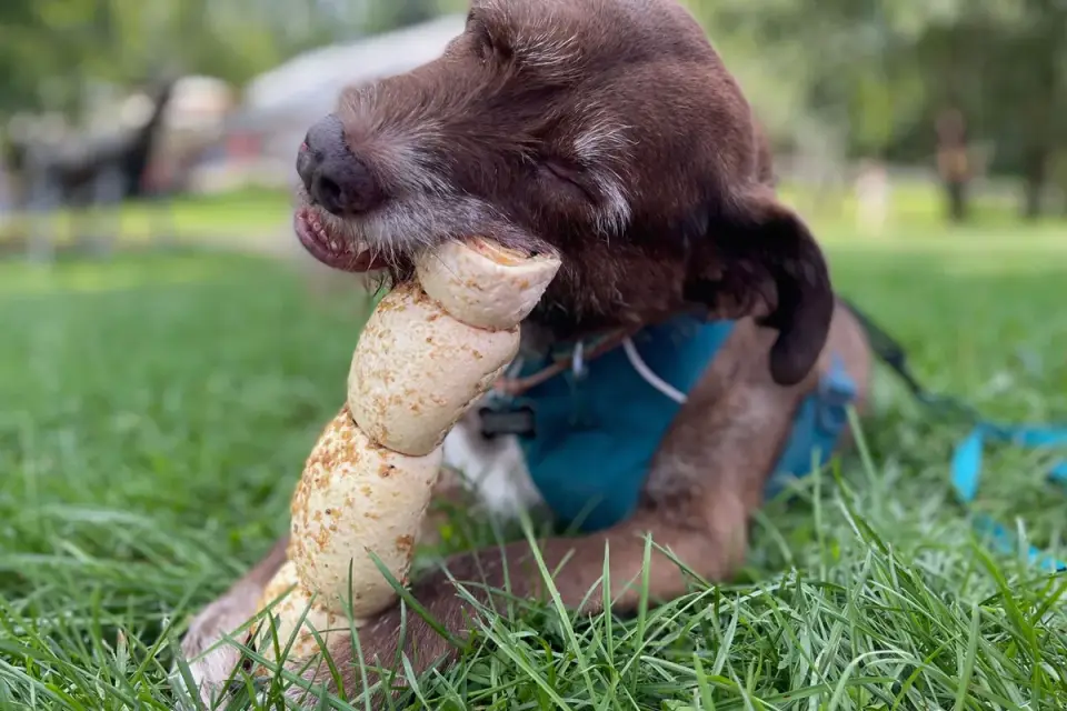 An owner giving a senior dog a soft chew supplement by hand