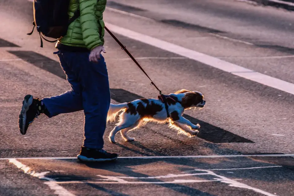 An owner guiding a dog across a quiet street away from an approaching dog