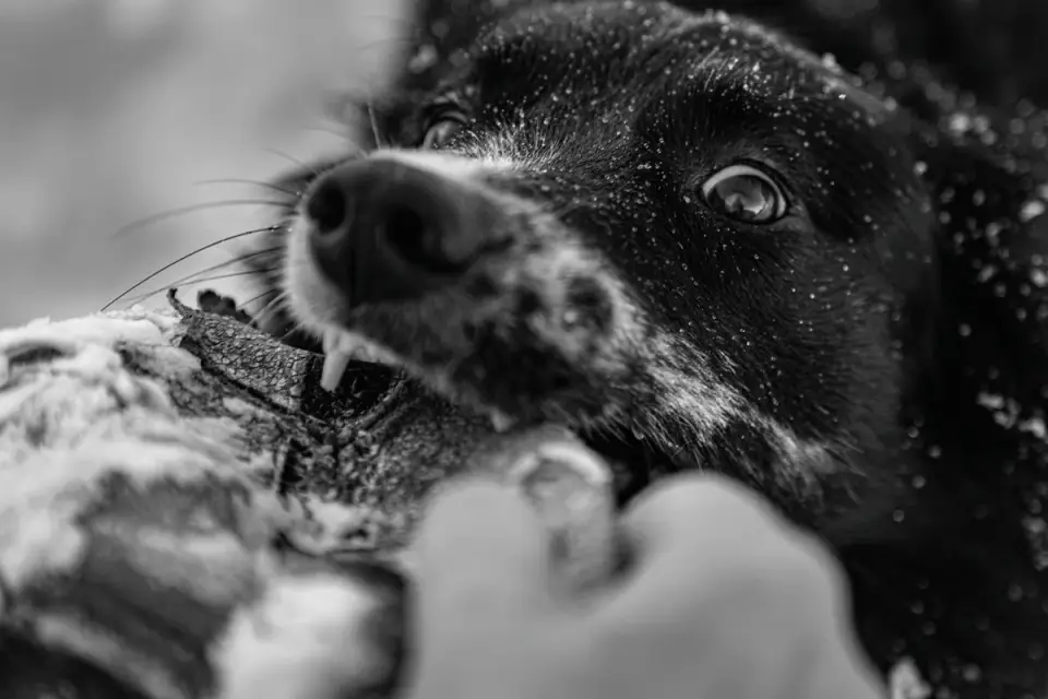 An owner handing a soft chew supplement to a senior dog in a kitchen