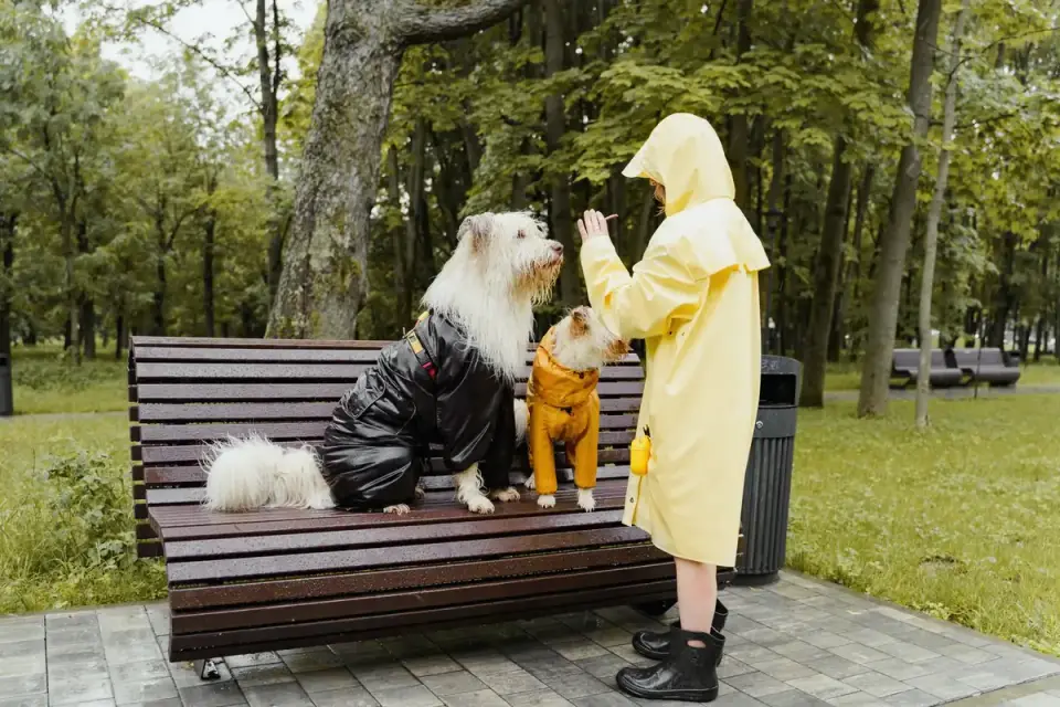 An owner handing a supplement chew to their older dog at home