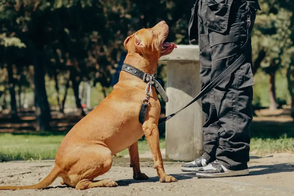 An owner kneeling near a dog and a food bowl while holding a treat pouch