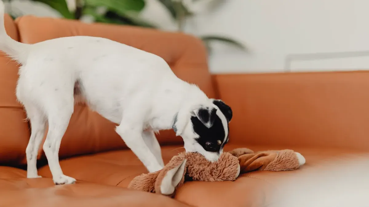 An owner kneeling on the living room floor to hand a chew to a nervous-looking dog