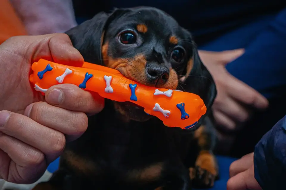 An owner kneeling to hand a soft chew to a senior dog with a graying muzzle