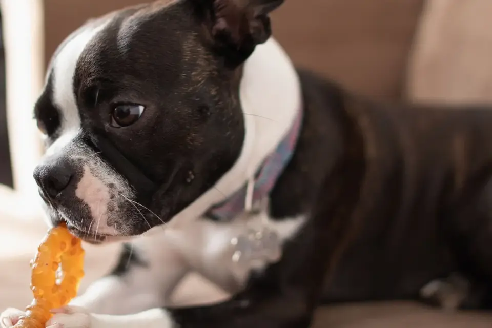 An owner offering a soft chew treat to a dog in a kitchen