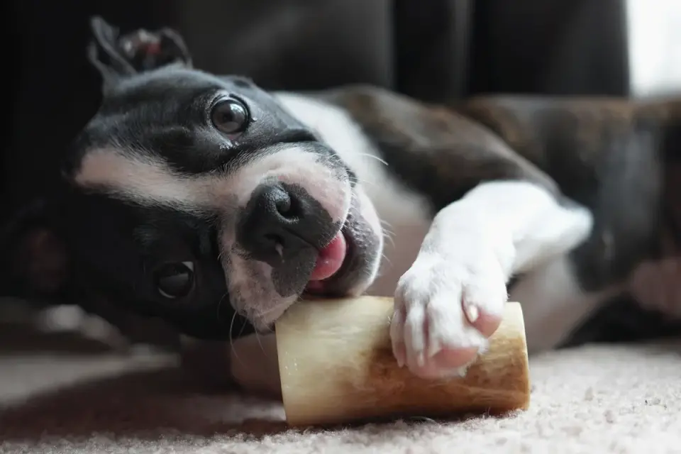 An owner offering a supplement chew to a senior dog in a home kitchen