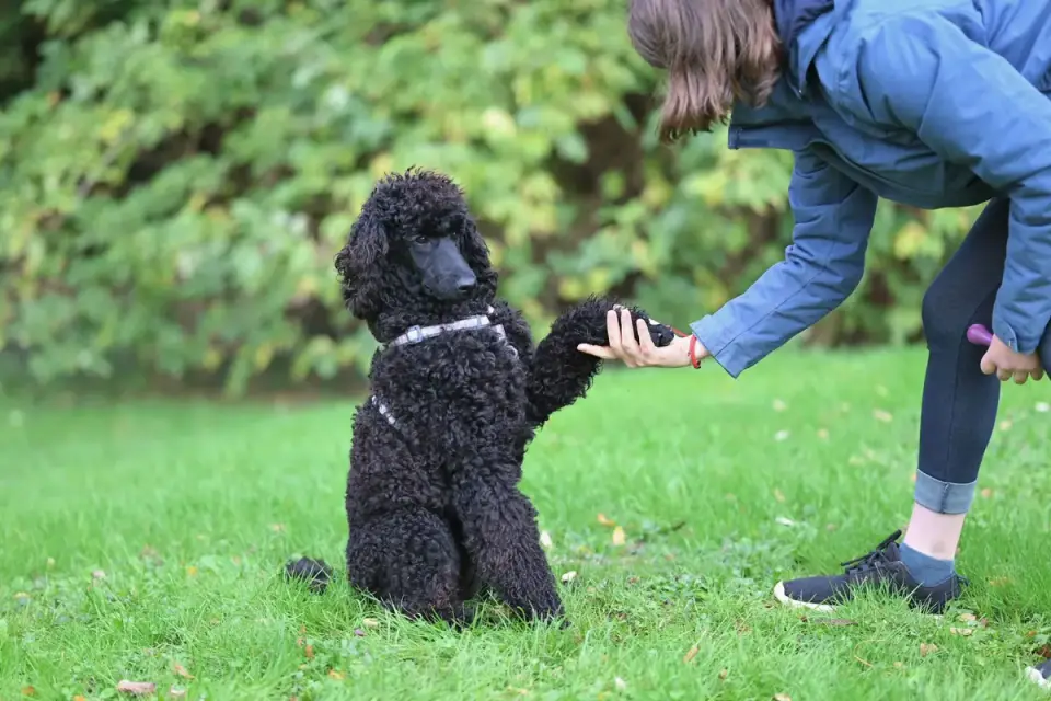 An owner offers a treat to a visibly tense dog during an indoor training session