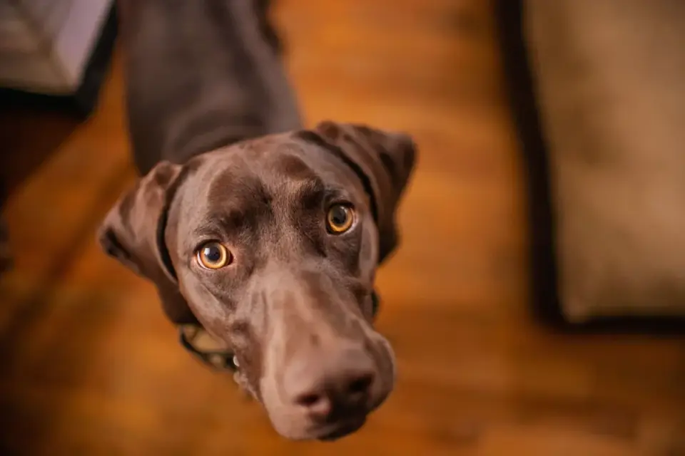 Attentive dog with an owner