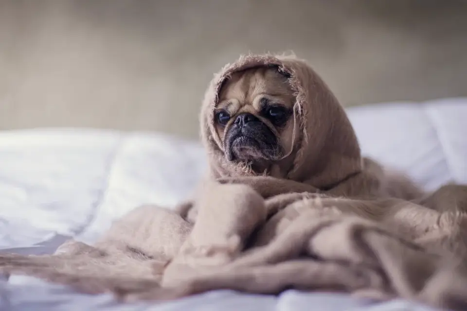 Calm dog resting at home