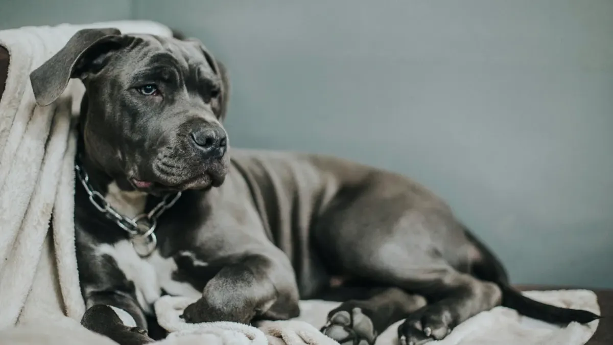 Calm dog resting at home
