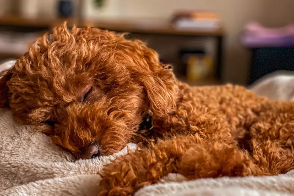 Calm dog resting at home