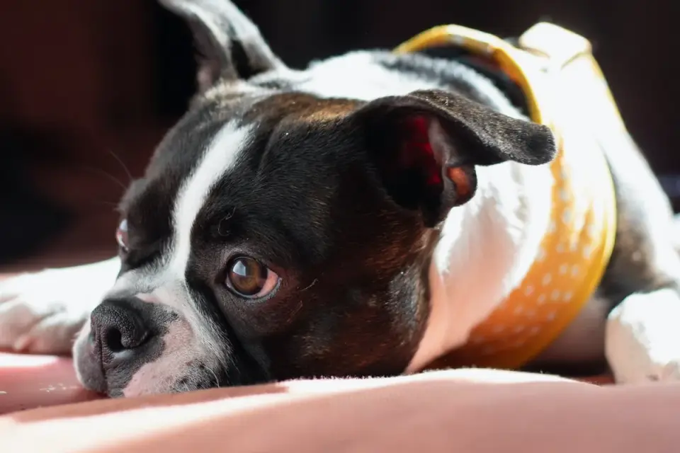 Calm dog resting at home