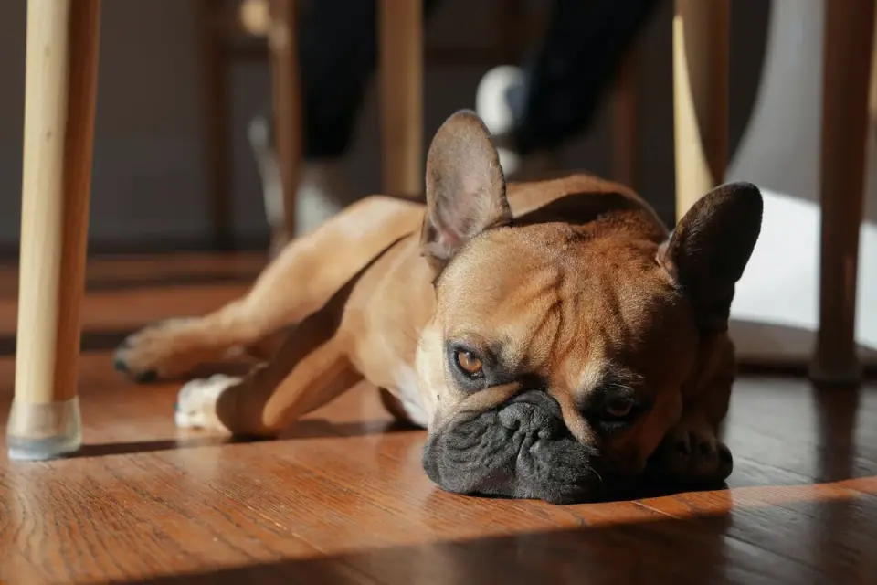 Calm dog resting at home